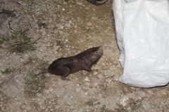 Heterogeomys hispidus