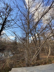 Acer platanoides