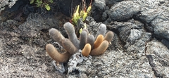 Brachycereus nesioticus