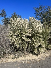 Ceanothus leucodermis