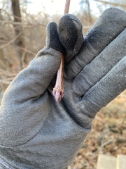 Acer platanoides