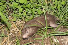 Heterogeomys hispidus