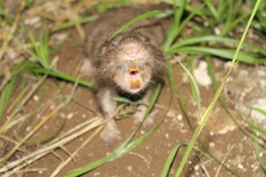 Heterogeomys hispidus