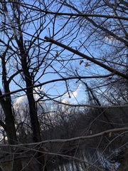 Acer platanoides