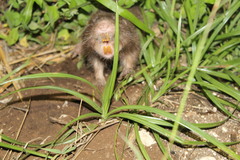 Heterogeomys hispidus