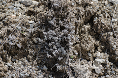 Leontopodium