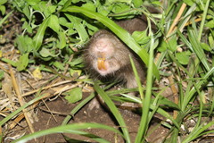 Heterogeomys hispidus