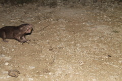 Heterogeomys hispidus