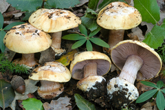 Cortinarius haasii