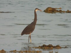 Egretta gularis