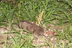 Heterogeomys hispidus