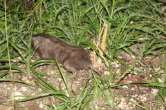 Heterogeomys hispidus