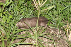Heterogeomys hispidus