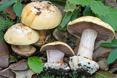 Cortinarius haasii