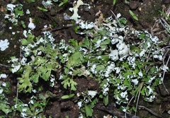 Cladonia foliacea