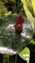 Pleurothallis