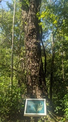 Parapiptadenia rigida