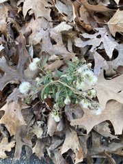 Asteroideae