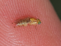 Meromyza femorata