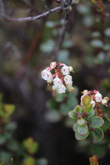 Gaultheria colensoi