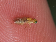 Meromyza femorata