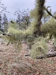 Usnea subfloridana