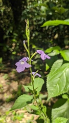 Bouchea pseudogervao