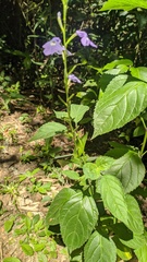 Bouchea pseudogervao