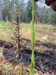 Solidago virgata