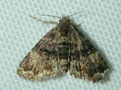 Metalectra richardsi