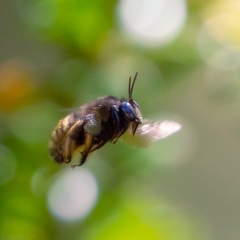 Xylocopa tabaniformis sylvicola