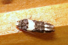 Recurvaria leucatella