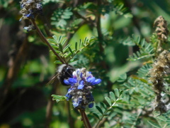 Bombus funebris