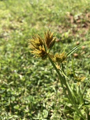 Cyperus polystachyos polystachyos
