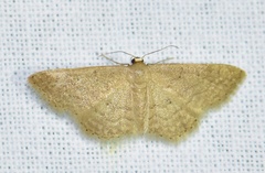 Idaea obsoletaria