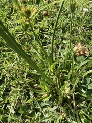 Cyperus polystachyos polystachyos