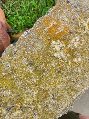 Flavoplaca