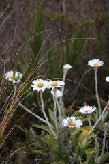 Celmisia spectabilis spectabilis