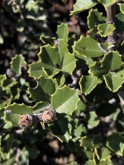 Ceanothus decornutus