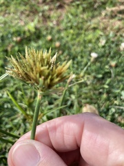 Cyperus polystachyos polystachyos