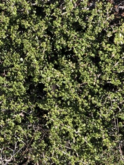 Ceanothus decornutus