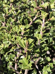 Ceanothus decornutus