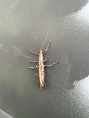 Anisomorpha buprestoides