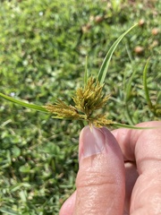Cyperus polystachyos polystachyos