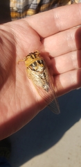 Megatibicen dealbatus