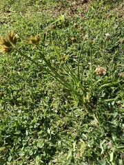 Cyperus polystachyos polystachyos