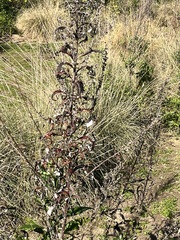 Artemisia douglasiana