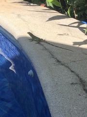 Iguanidae