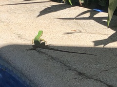 Iguanidae