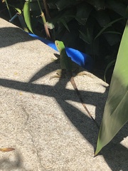 Iguanidae